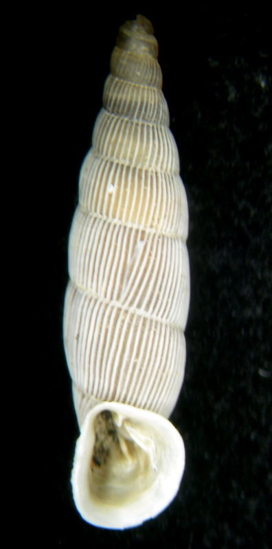 Muticaria sp.